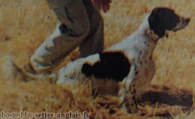 Setter Anglais LINDO DEL SASSOVIVO Setter Anglais LINDO DEL SASSOVIVO